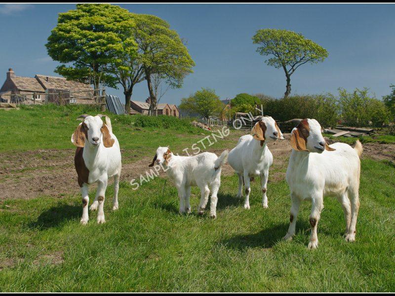 Central African Republician Live Boer Goats