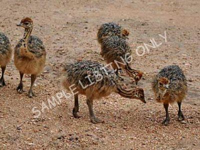 Central African Republic Ostrich Chicks