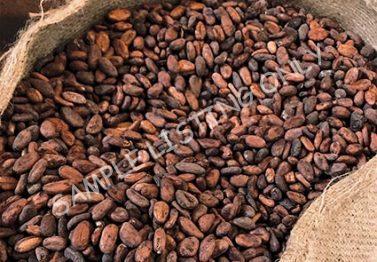 Central African Republic Cocoa Beans