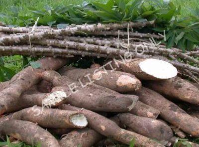 Fresh Central African Republic Cassava
