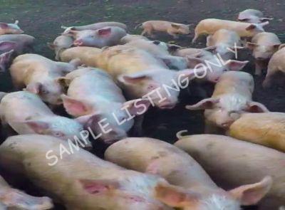 Central African Republic Healthy Pigs