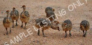 Central African Republic Guinea Fowls